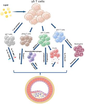 The role of γδT lymphocytes in atherosclerosis